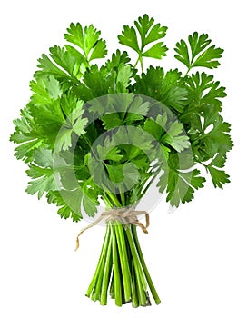 Bunch of green parsley isolated on white background. Fresh greens are tied in a bundle.
