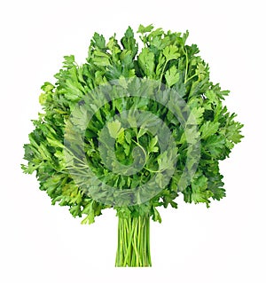 Bunch of green parsley isolated on white background. Fresh herbs, seasoning for cooking