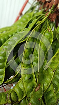 A Bunch of Green Petai Tied Together (Parkia Speciosa)