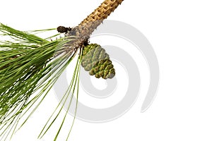 Bunch of Green pine cones with leaves isolated on white background