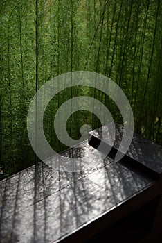 A bunch of green plant cast a pale light over the brown bench.