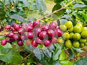 Bunch of green and ripe coffee the middle of mountains