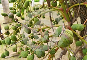 Bunch of green and ripe tropical Betel Nut.