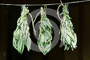 Bunch of green sage leaves drying on air. Herbs for medicine, aromatherapy and fumigation