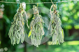 Bunch of green sage leaves drying on air. Herbs for medicine, aromatherapy and fumigation