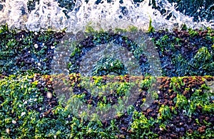 A bunch of green sea algae