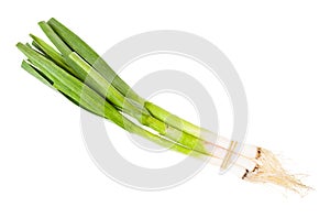 Bunch of green spring garlic isolated on white