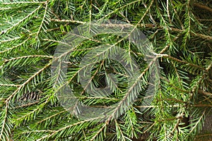 A bunch of green spruce branches close-up
