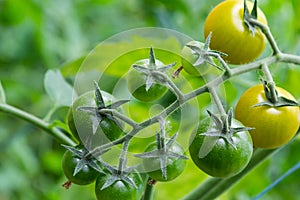 A bunch of green tomatoes on a bush. Tomatoes ripen in the garden. Bush with green tomatoes. Lots of tomatoes on the bush