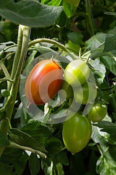 A bunch of green tomatoes on a bush. Tomatoes ripen in the garden. Bush with green tomatoes. Lots of tomatoes on the bush