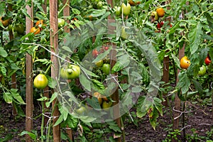 A bunch of green tomatoes on a bush. Tomatoes ripen in the garden. Bush with green tomatoes. Lots of tomatoes on the bush