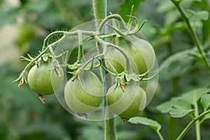 A bunch of green tomatoes on a bush. Tomatoes ripen in the garden. Bush with green tomatoes. Lots of tomatoes on the bush