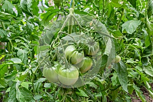 A bunch of green tomatoes on a bush. Tomatoes ripen in the garden. Bush with green tomatoes. Lots of tomatoes on the bush