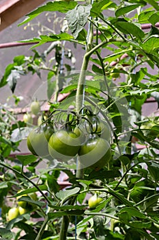 A bunch of green tomatoes on a bush. Tomatoes ripen in the garden. Bush with green tomatoes. Lots of tomatoes on the bush