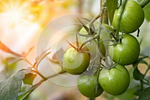 bunch green tomatoes growing in the greenhouse. unripe tomatoes hanging on a branch