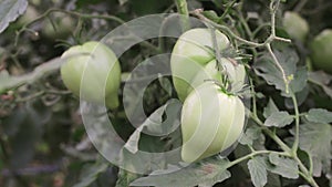 A bunch of green tomatoes hang on a bush in a greenhouse.