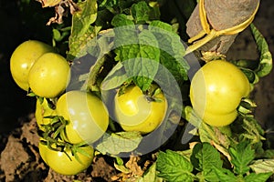 Bunch of green tomatoes on a stem