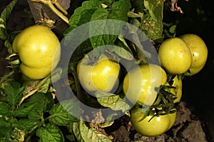 Bunch of green tomatoes on a stem