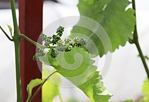 A bunch of green unripe grapes on a branch. Vine without GMOs. Environmentally friendly product on the open ground