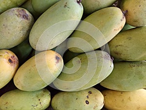 Bunch of Green Unripe Mango Fruit