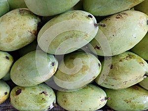 Bunch of Green Unripe Mango Fruit