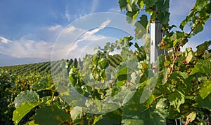 Bunch of green vine leaves against blue sky and white clouds