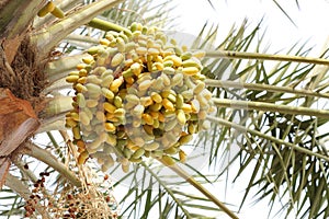 A bunch of green and yellow dates, looking upward