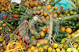 Bunch of green yellow and red peach palm fruit at a fruit stall at Mercado Ver o Peso, Belem, State of Para, Amazon region, Brazil