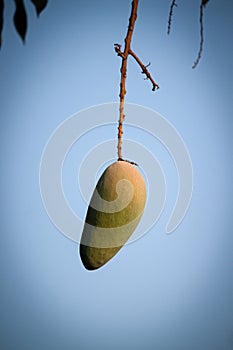 Bunch of green and yellow ripe mango on tree in garden