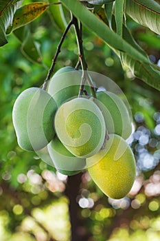 Bunch of green and yellow ripe mango on tree in garden with tree
