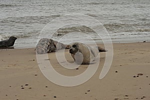 Grey seals on the side