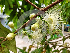 bunch of guava pistils on a tree against a blurred background. Its Latin name is syzygium aqueum. Pistil guava fruit