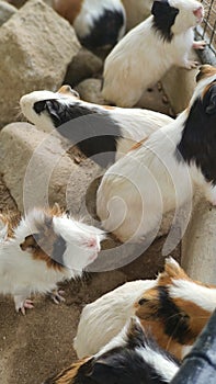 A bunch of guineapig ate looking for food, such a cute animals