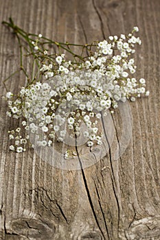 Bunch of Gypsophila (Baby's-breath)