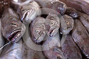 Bunch of hakes at the fishmonger