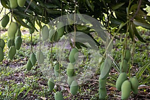 Bunch of hanging mangos