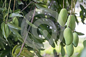 Bunch of hanging mangos
