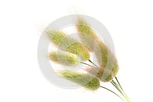 Bunch of hare's-tail grass (Lagurus ovatus).