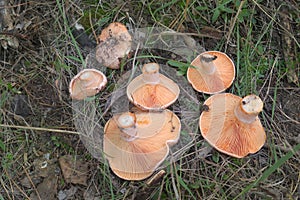 A bunch of harvested desired mushrooms, lying upside down right