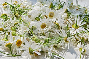 Bunch of harvested fresh chamomile flowers prepared for drying