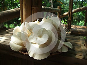 bunch harvested mushrooms