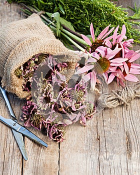 bunch of healing coneflowers, estragon and sack with dried echinacea flowers on wooden plank, herbal medicine