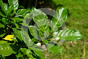 Bunch of homegrown white budding jasmine flowers and vibrant green leaves with sunlight reflection and blurred glass background