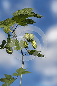Bunch of hops
