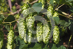 Bunch of hops
