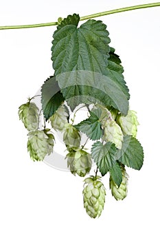 Bunch of hops on the stem