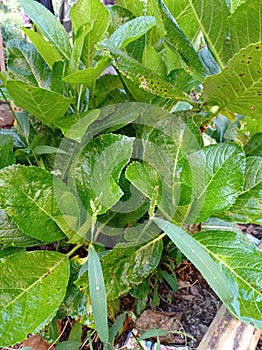Bunch of hortencia plants photo