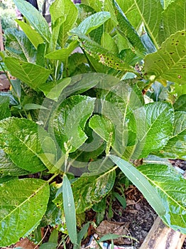 Bunch of hortencia plants