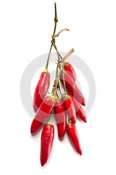 Bunch Of Hot Chili Peppers
