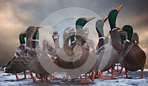 A bunch of hungry mallards